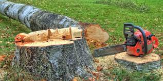 Best Fruit Tree Pruning  in Munford, AL