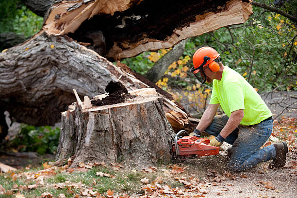 Best Emergency Tree Removal  in Munford, AL