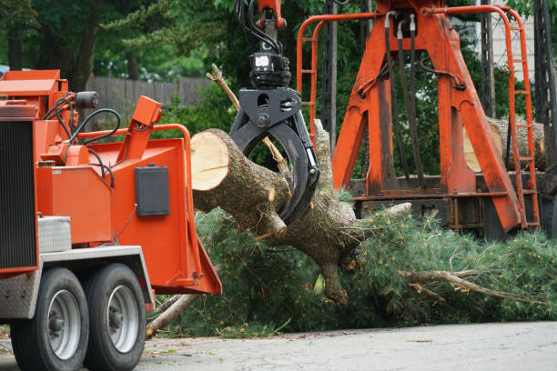 Best Lawn Mowing  in Munford, AL