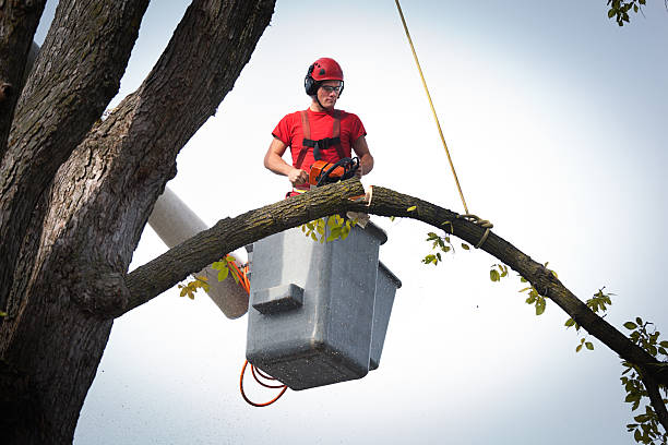 Reliable Munford, AL Tree Removal Solutions